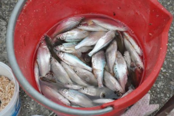 Cald afară: pescarii şi-au dat întâlnire pe malul lacului